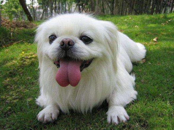 小土狗什么时候才会吠叫,六种犬