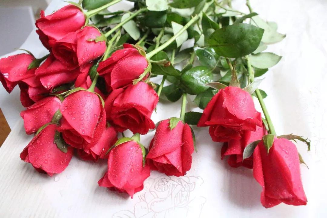 世界各国国花有哪些,各国的市花和国花有什么