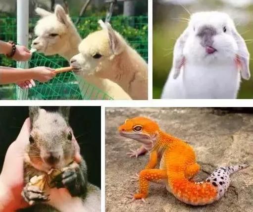 农村小伙养巴哥犬一年赚10万,小伙开宠物乐园年赚1800万