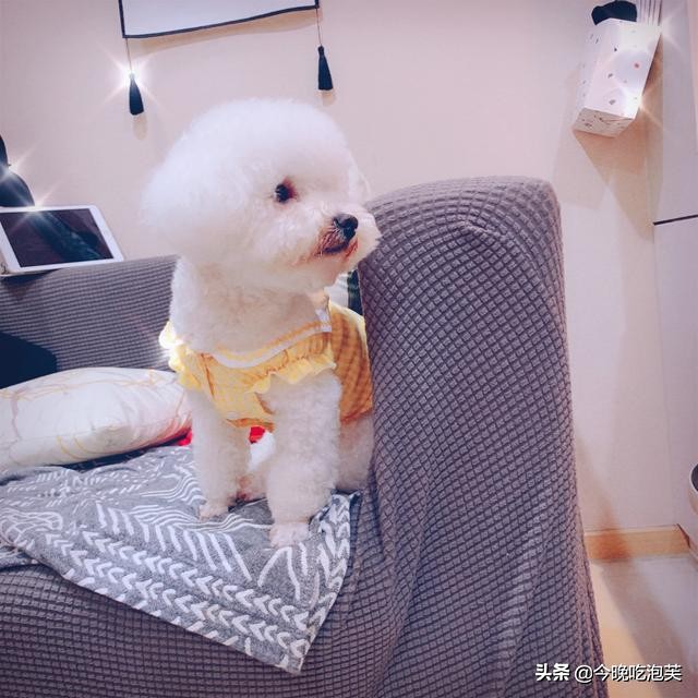 狗狗出现打嗝怎么办,狗狗出现干呕打嗝