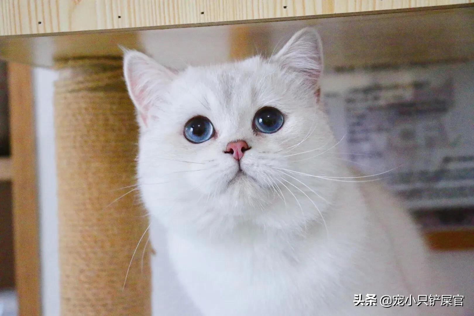 猫奴全面养猫指南,猫奴十三豆柴猫粮