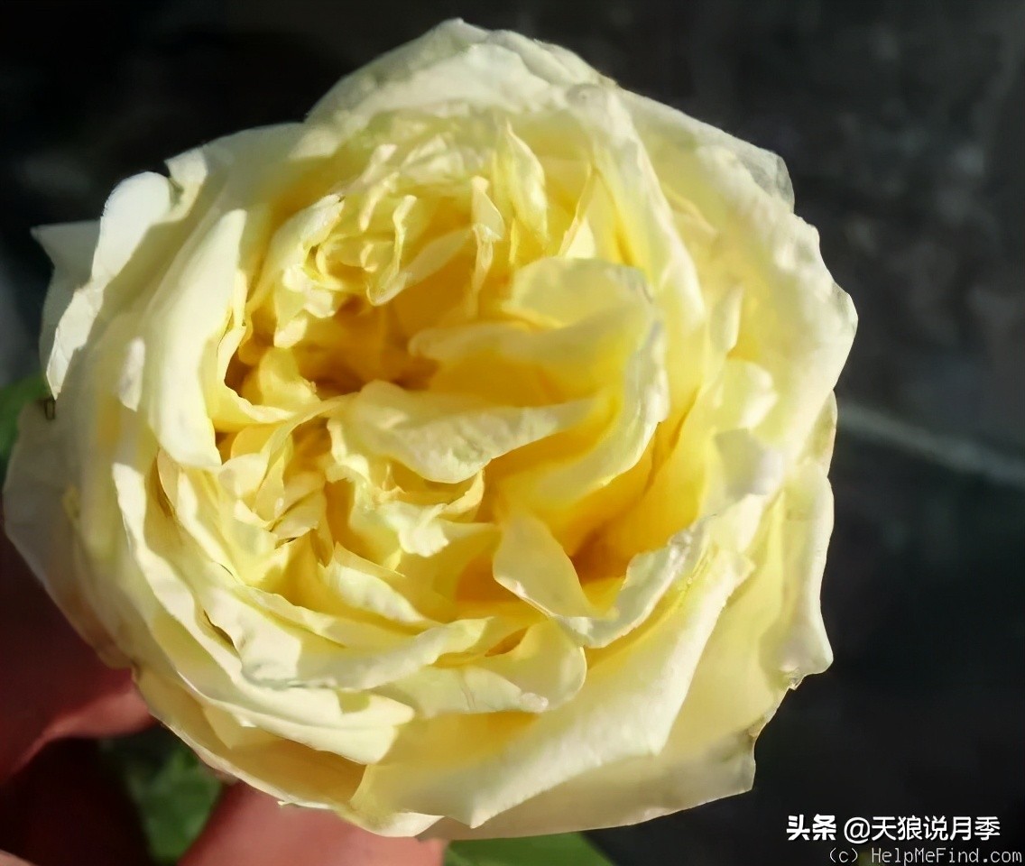 怦然心动的万人迷月季，原来从它而来（二）