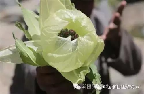 玛纳斯探奇之旅,新疆探秘伊犁