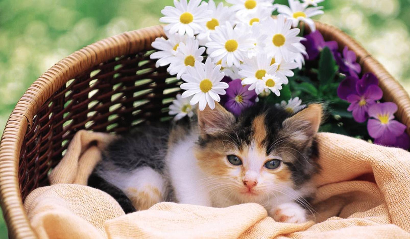 养宠小知识猫咪便秘怎么解决,猫咪会有抑郁情绪吗