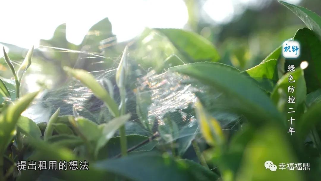 绿色茶园除草剂,无除草剂的茶园