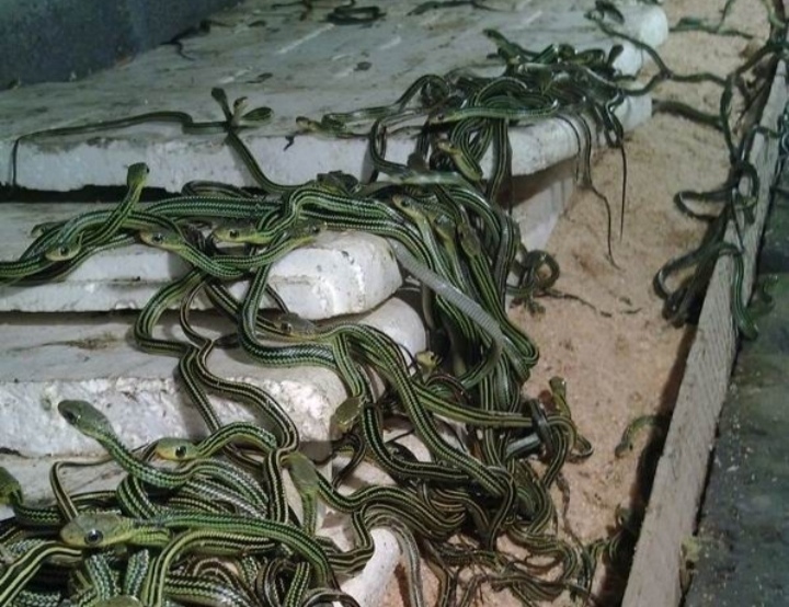 蛇类养殖如何避免蛇吃蛇,蛇类养殖