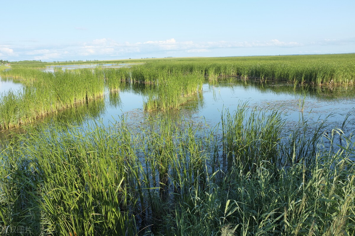 老兵掉土洞险被黑熊咬死,黑熊被人乱棍打死