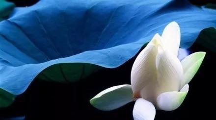 念佛有几种念佛方式,如何念佛才是用心念佛呢