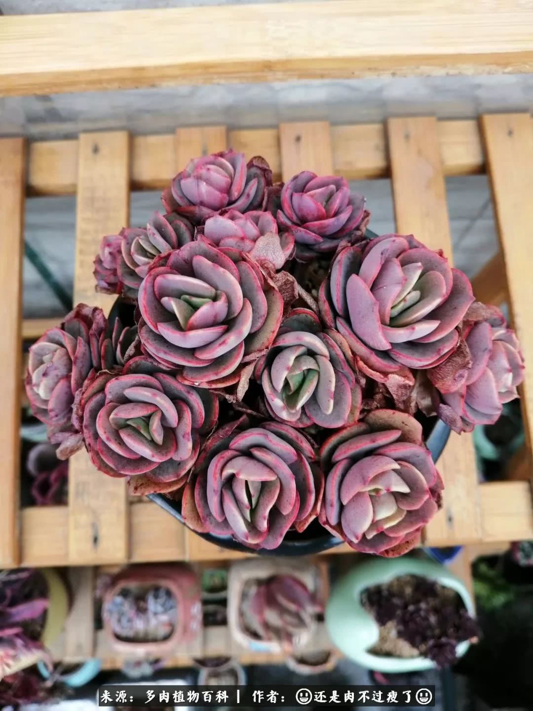 日照弘一法师,日照法师请师父