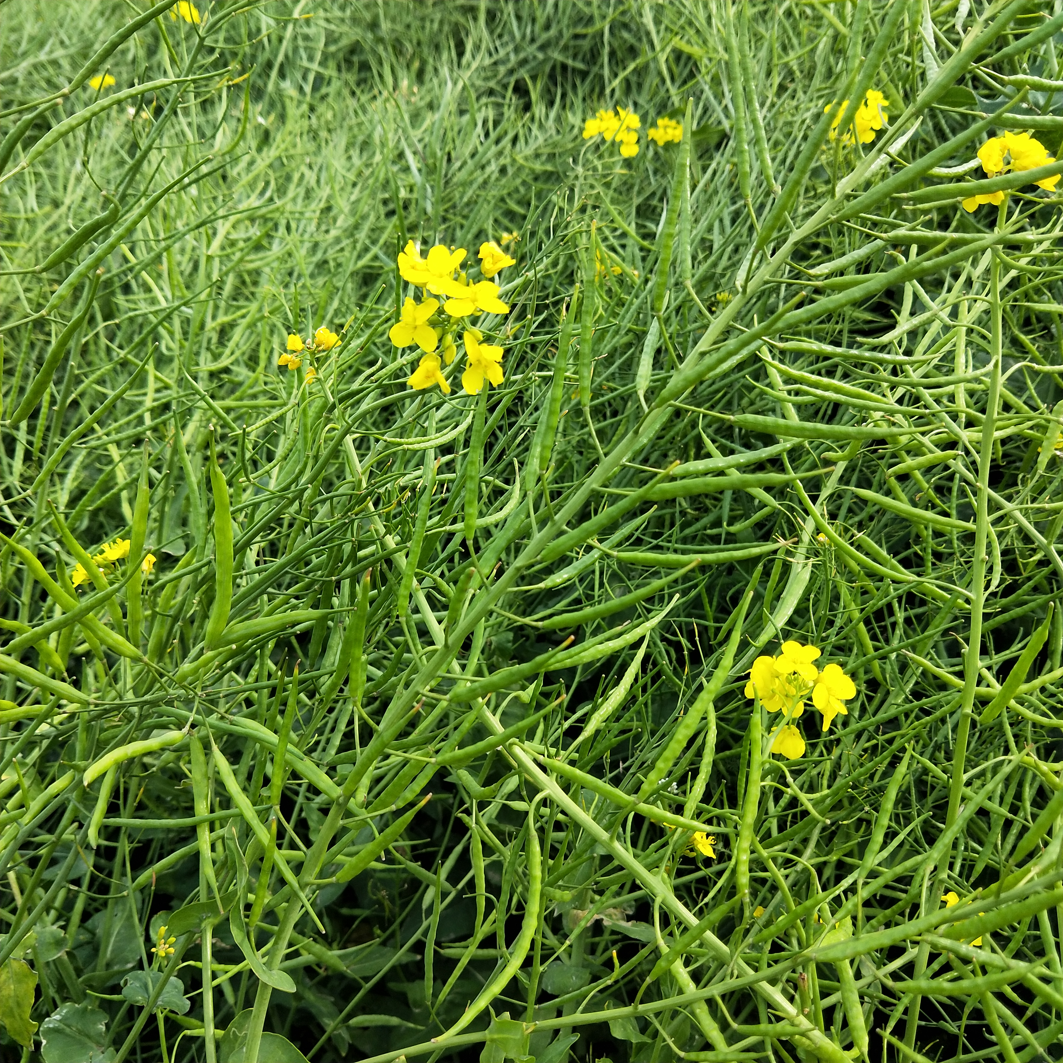油菜中药名称芸苔,芸苔与油菜视频