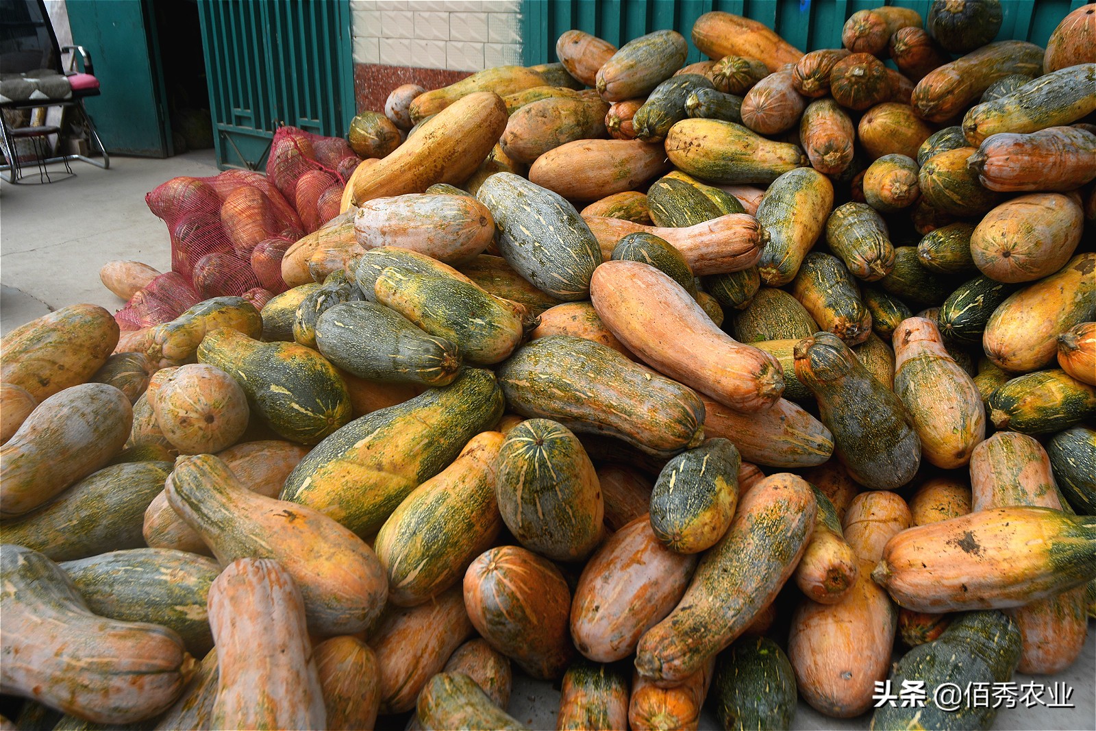 农村大姐养猪种菜,农村大姐养殖创业