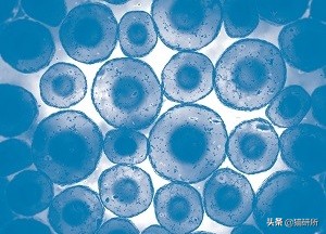 猫咪眼屎变多、咳嗽流鼻涕？别忽视了“嫌犯”支原体