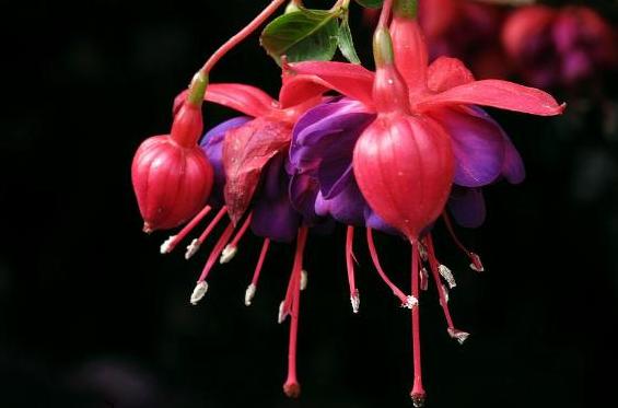 宝莲灯花养殖方法,宝莲灯养殖温度