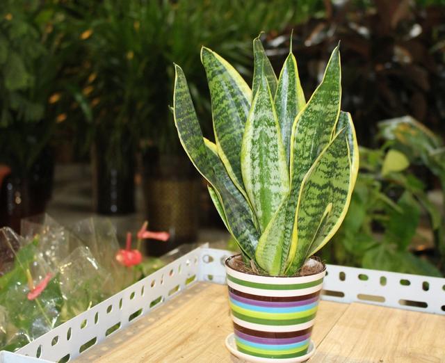 虎皮兰叶片发软还能恢复吗,虎皮兰叶片冻了根能成活吗