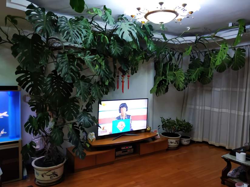 哪种爬墙植物对墙体的破坏最大,哪种爬墙植物不会对墙有危害