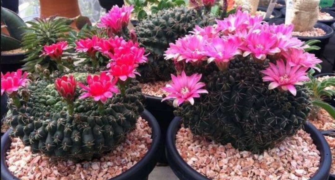 仙人球腐烂早期如何挽救,仙人球腐烂的原因及处理方法