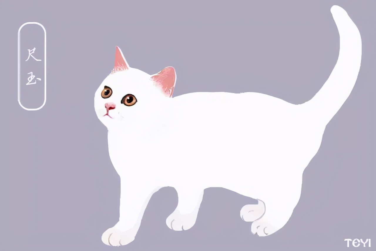 中华田园猫的品种介绍和图片大全,常见中华田园猫品种名称