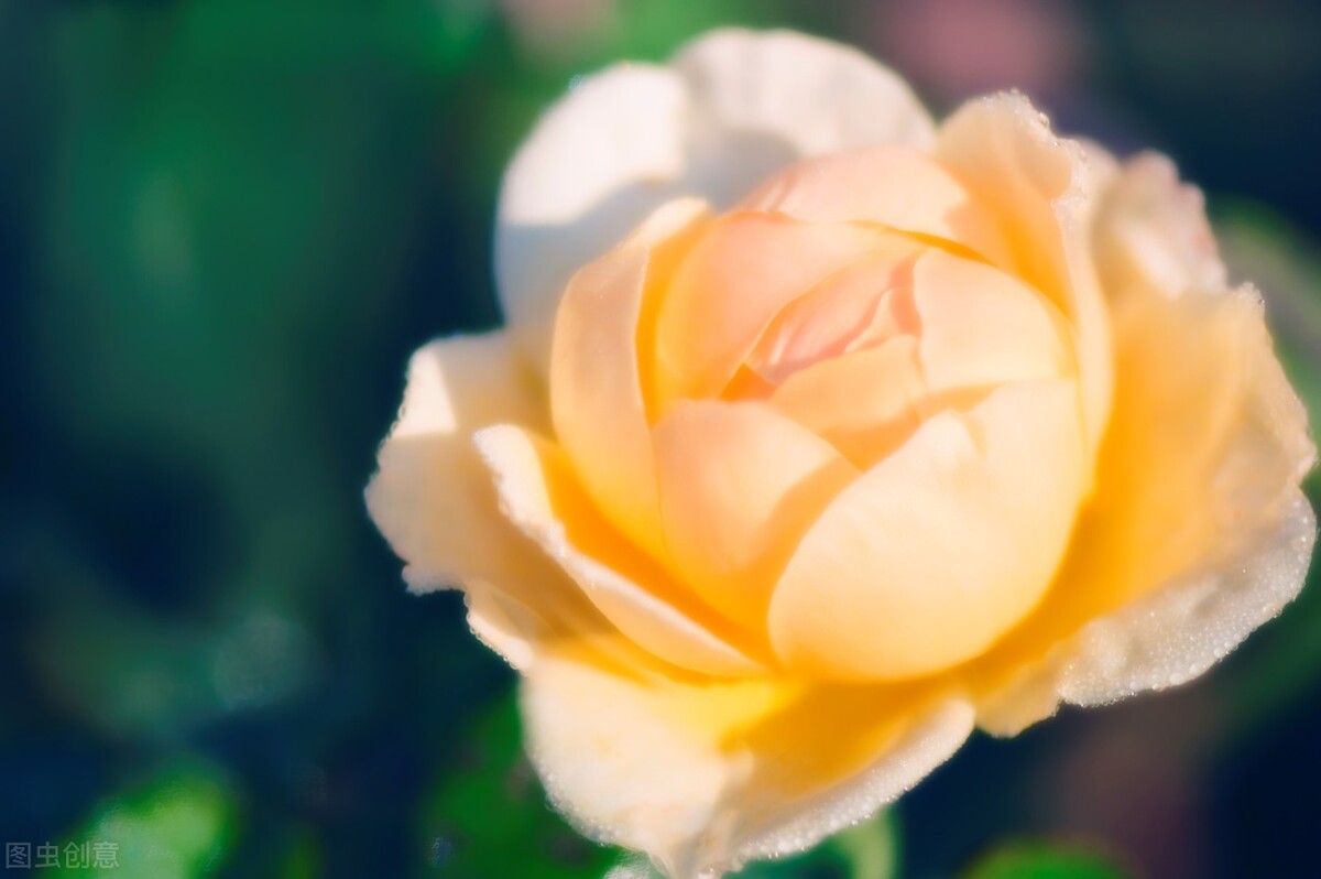 玫瑰花成为爱情的象征是怎么来的,玫瑰是从什么时候开始象征爱情的