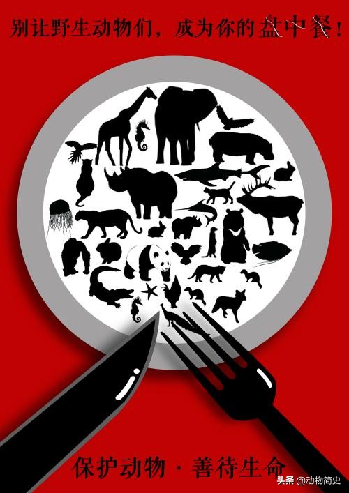 长颈鹿是世界上最高的动物的英文,长颈鹿是世界上最高的动物说说