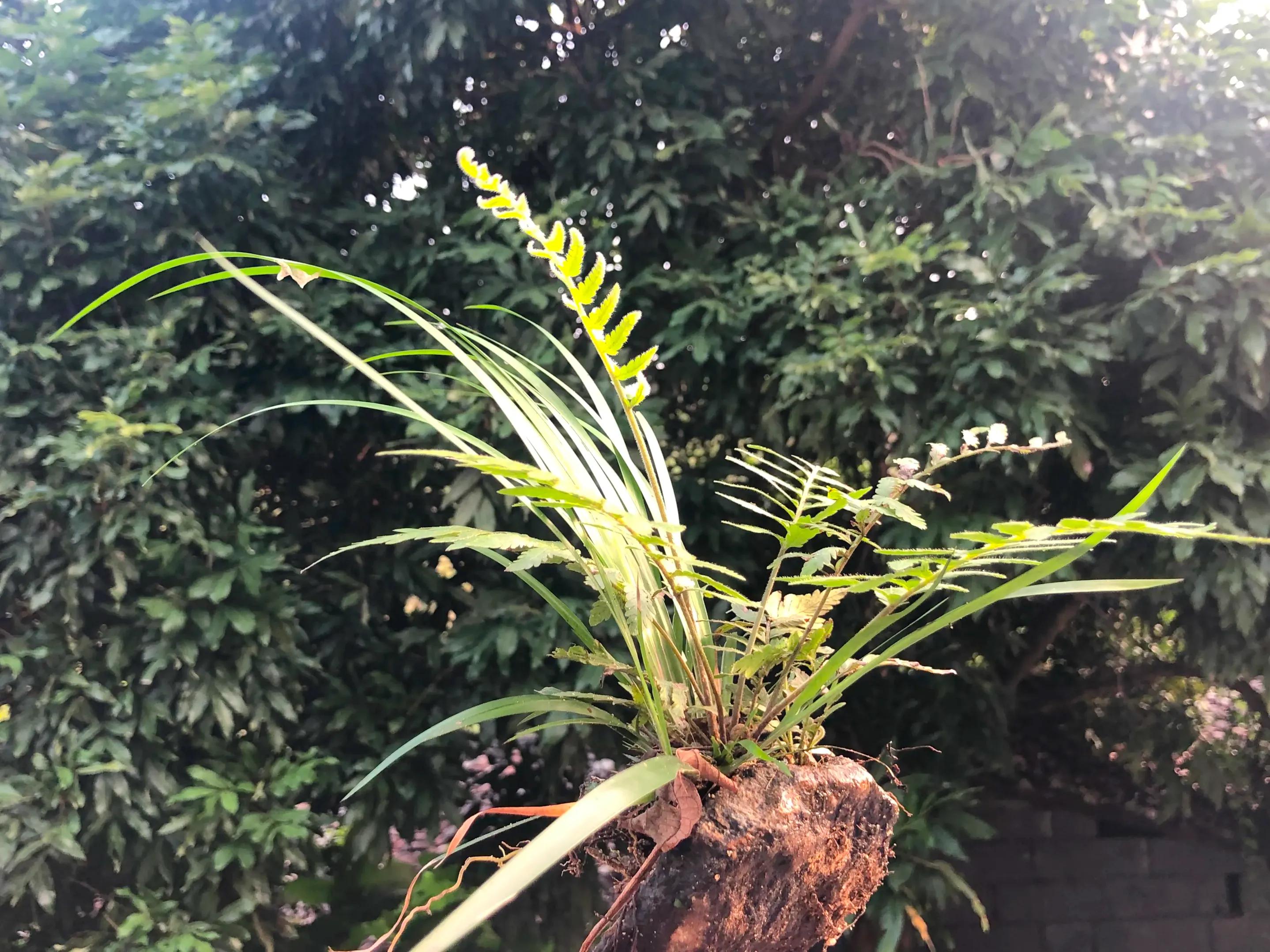 深山野岭野生植物,深山老林野菜植物