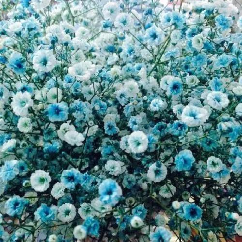 闺蜜送哪些色调的玫瑰较为好一点,什么颜色玫瑰适合送闺蜜