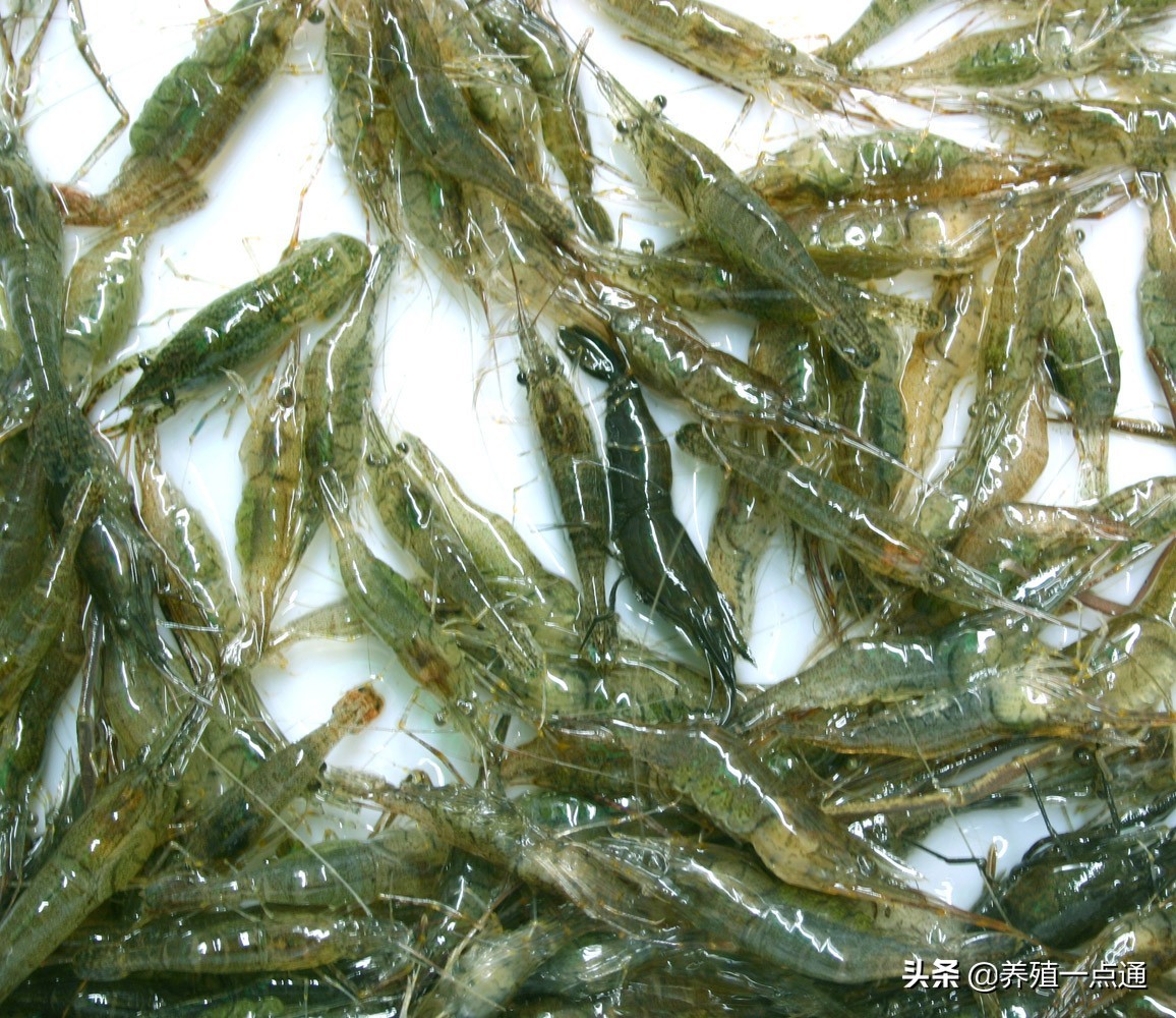 青虾养殖要注意事项,青虾养殖池塘要求