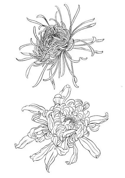 中国画菊花作品集锦,菊花花瓣白描的详细步骤
