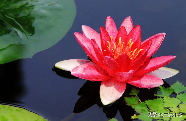 睡莲的简介相关知识,睡莲植物简介