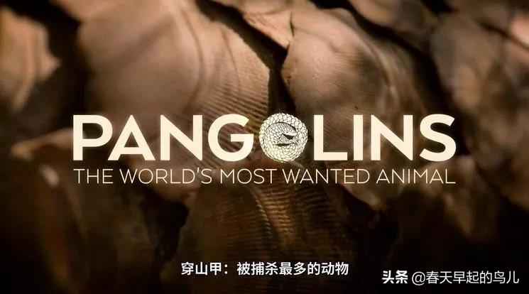 穿山甲报应,报应啊