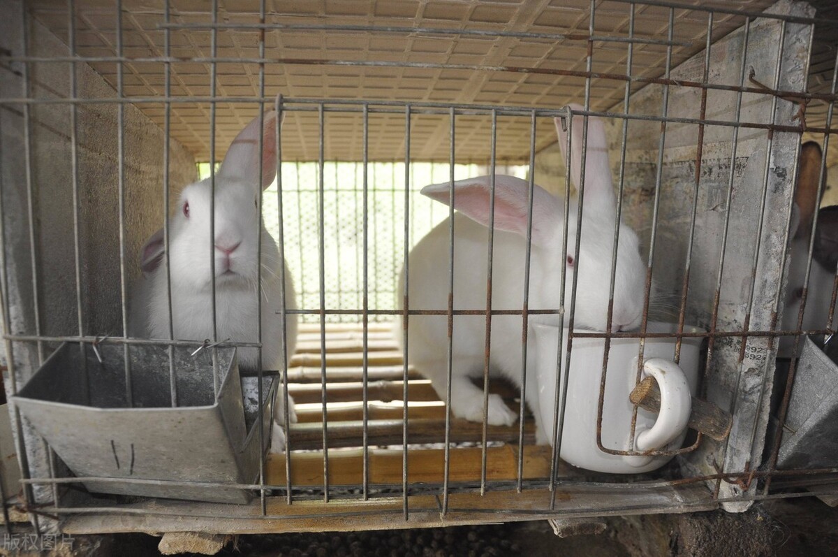 如何养殖肉兔子,青年兔的饲养