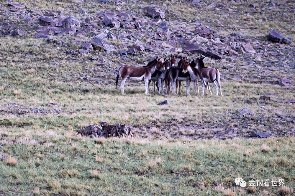 藏狼捕食牦牛,藏西狼徒步边境
