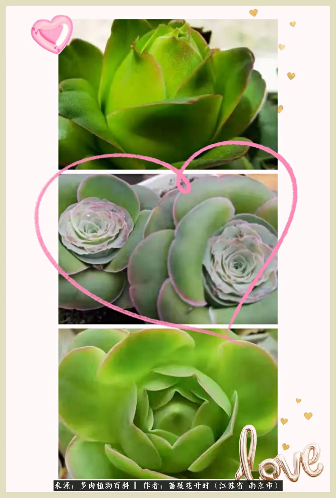 又见颜的妩媚，色的诱惑！这些山地玫瑰礼盒惊艳了眼眸