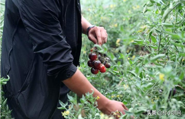 2020年最火农村创业项目有哪些,当下农村最适合创业项目是什么