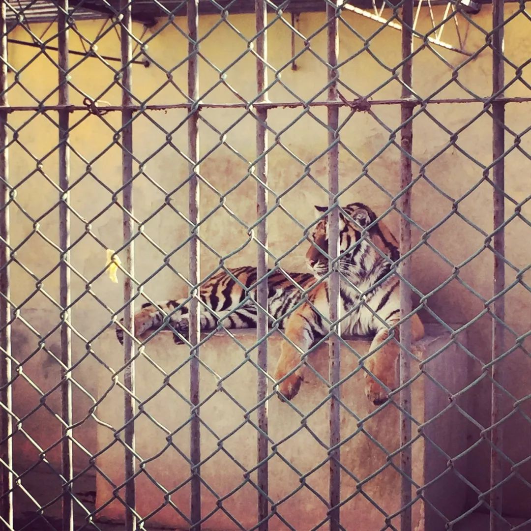 暴走咸阳15个小时，这15家美味店铺太太太好吃了