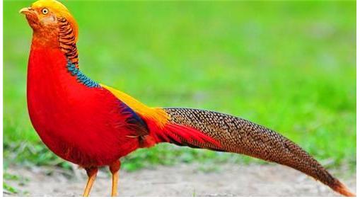 山西大爷山中发现金凤凰,山西老人养金凤凰第三集