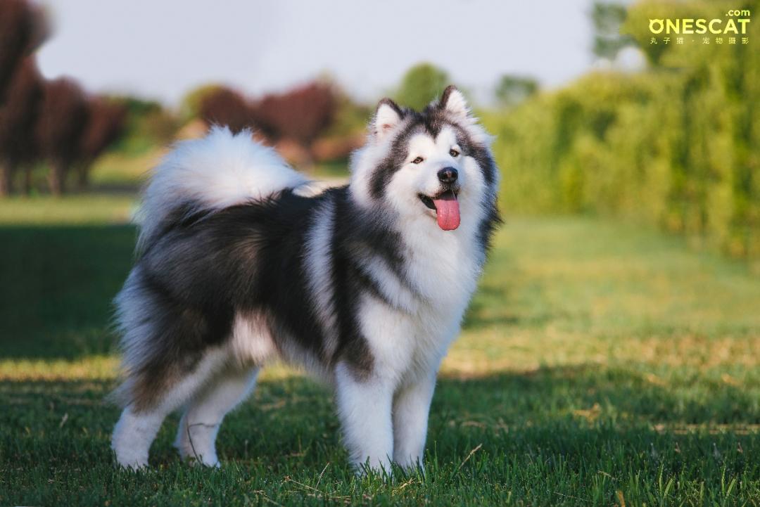 宠物摄影的生意经,宠物摄影店铺创业