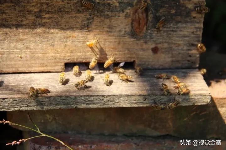 大山深处坚守42年养蜂人,金寨土蜜蜂养殖