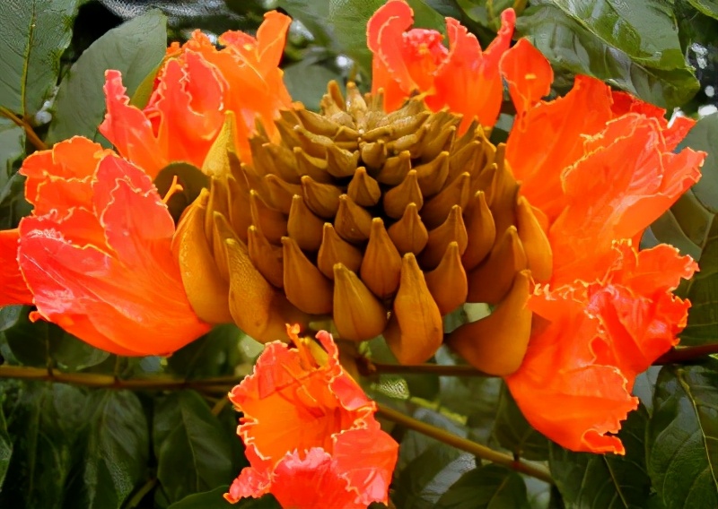 世界各国的国花和国树是什么,世界各国国花大开眼界美到爆