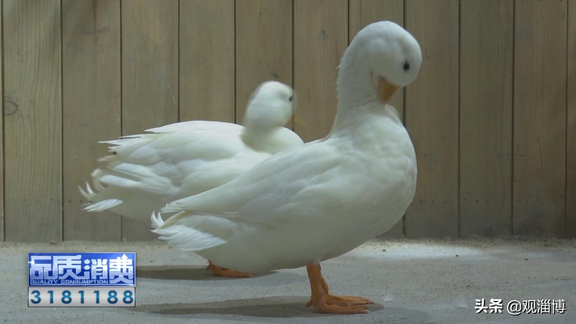 淄博动物乐园,淄博有动物的地方