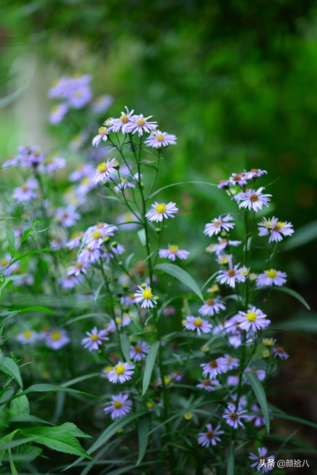 扶不起的绿植,扶不起的绿植视频