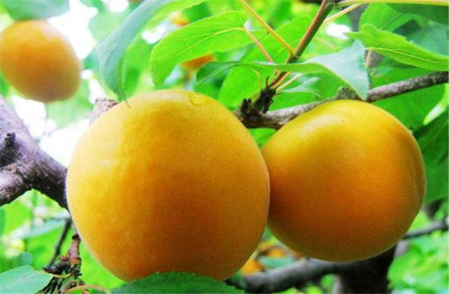 杏高效种植技术与病虫害防治图谱,杏树怎么防治杏褐斑病