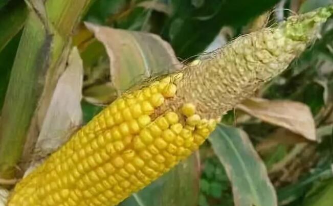 今年玉米怎么缺粒,玉米空杆缺粒的原因及防治措施