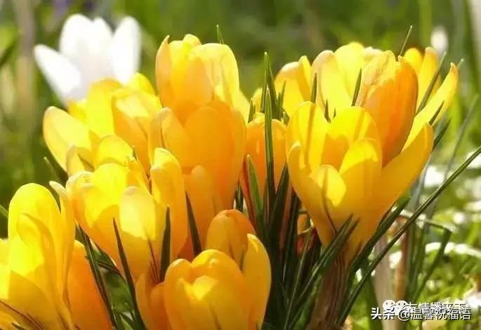 《家庭兴旺歌》《和谐歌》《夫妻歌》太绝了!句句精辟