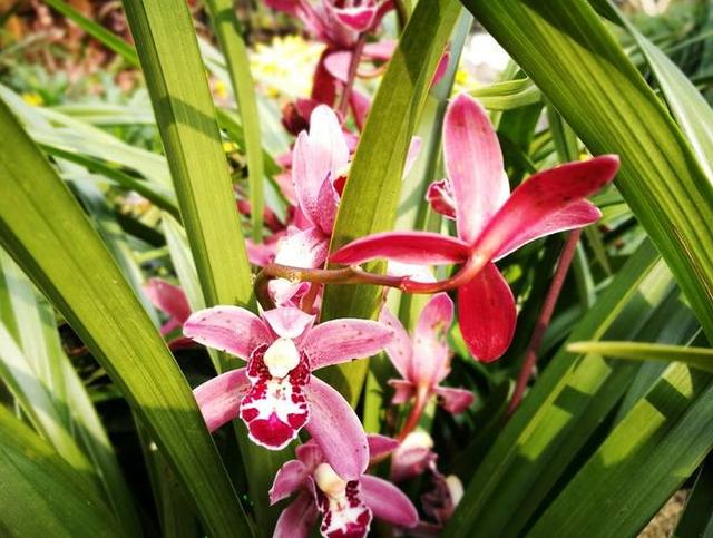 养兰花的植料树皮如何处理,养兰花浇点柳枝水