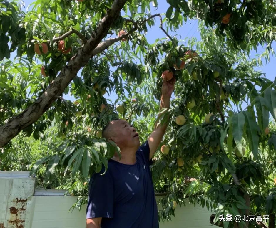 昌平鲜桃采摘地点,桃醉一夏