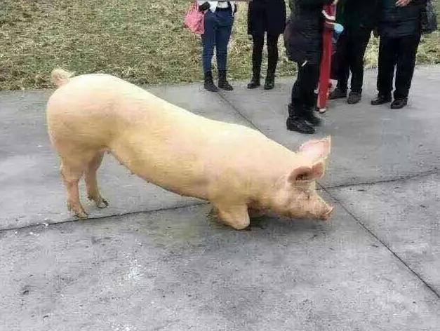 猪被杀前寺庙拜佛,一头猪跑到寺庙跪拜后来被杀了