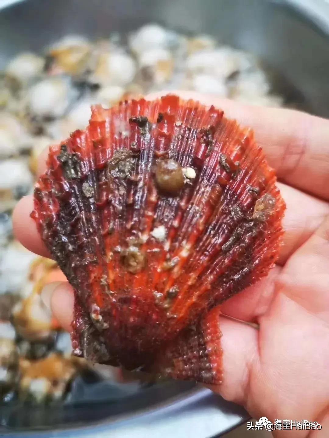 便宜还能撑面子的海鲜,现在这个季节便宜又好吃的海鲜