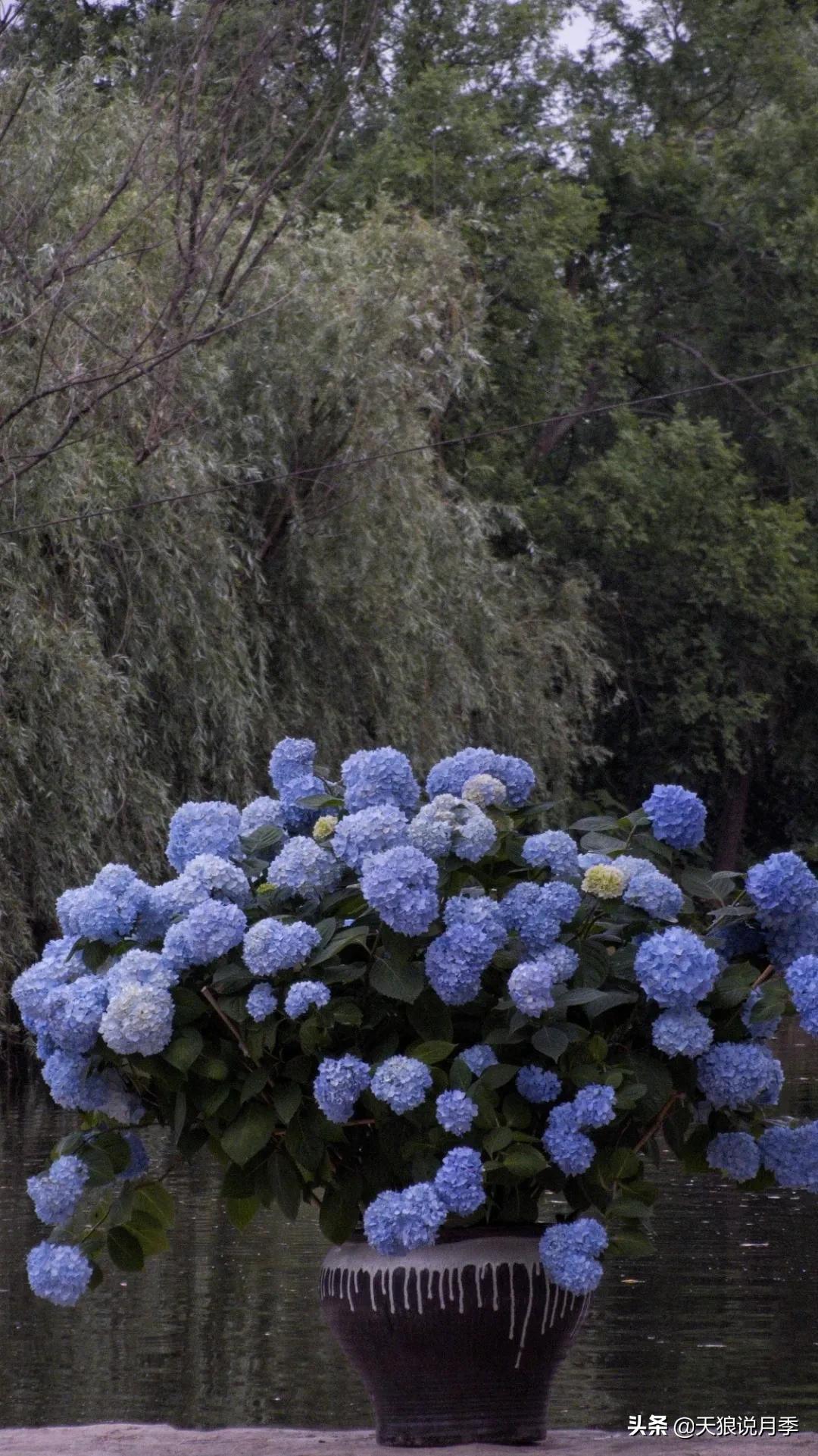圆滚滚的绣球，瀑布般的花墙，这届花友也太会种花了吧