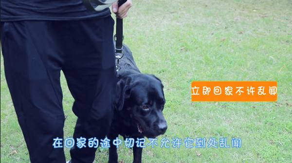 狗狗在家乱冲乱撞训练,怎么训练狗狗不乱拉屎拉尿