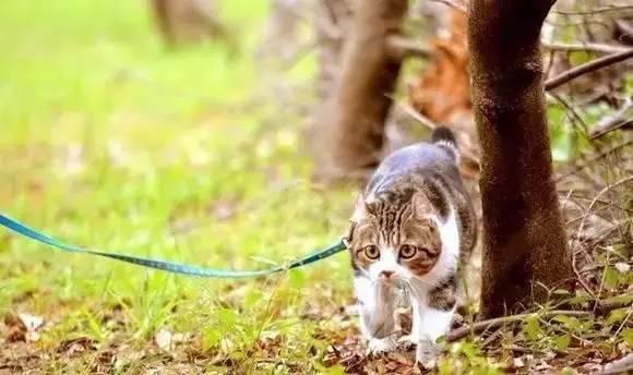 带猫小技巧,带猫都怎么出行